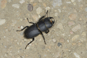 Balkenschröter, Dorcus parallelipipedus