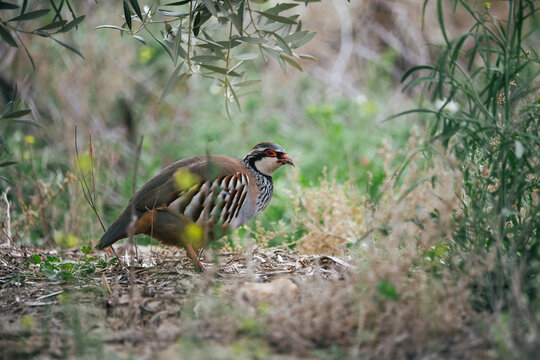 Iberian red partridge looking for food.