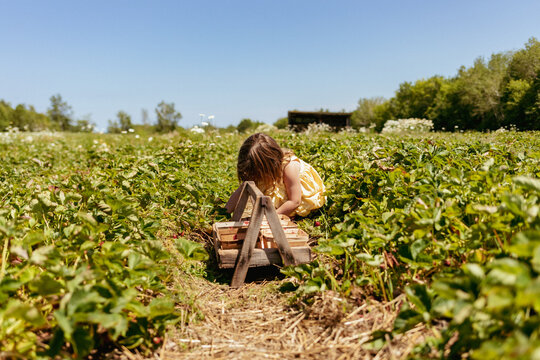 Young girl picking strawberries in field with basket