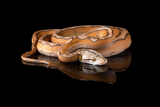 Close up photo of a tiger head albino python
