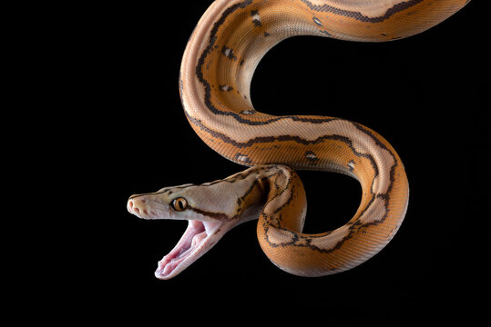 Close up photo of a tiger head albino python