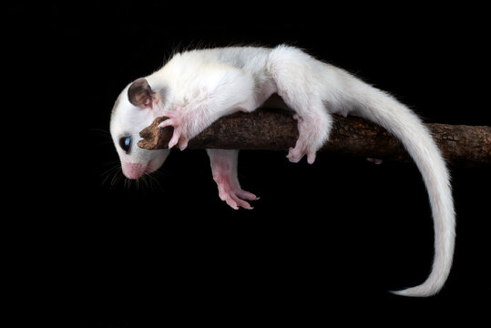 Sugar glider ( Petaurus breviceps ) on tree branch