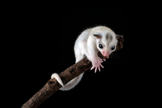 Sugar glider ( Petaurus breviceps ) on tree branch