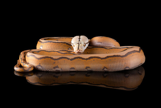Close up photo of a tiger head albino python