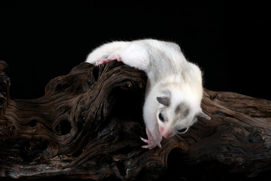 Sugar glider ( Petaurus breviceps ) on tree branch