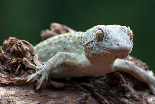 Tokay gecko on tree branch after molting
