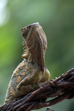 Forest dragon ( Gonocephalus chamaeleontinus ) in their habitat
