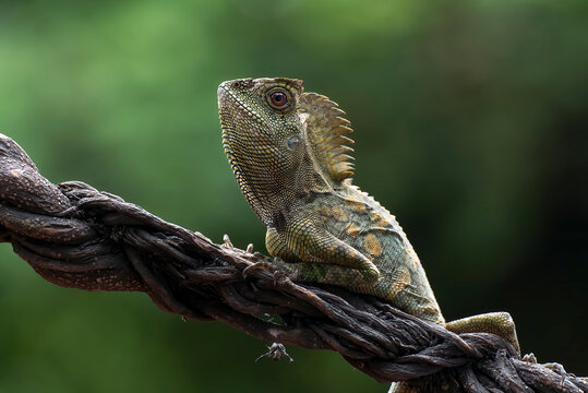 Forest dragon ( Gonocephalus chamaeleontinus ) in their habitat