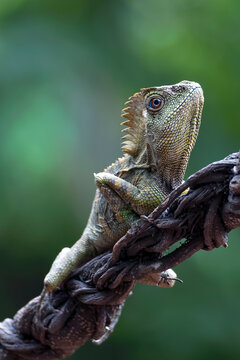 Forest dragon ( Gonocephalus chamaeleontinus ) in their habitat