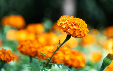 Marigold flowers blossom in the garden