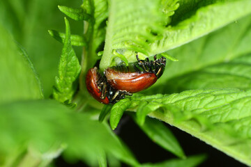 Geglätteter Blattkäfer, Chrysolina polita © Peter Oetelshofen