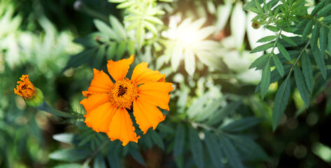 Marigold flower blossom in the garden