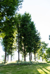 Metasequoia grows in the park