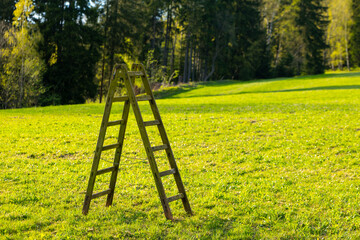 a wooden ladder on a meadow in the sunshine