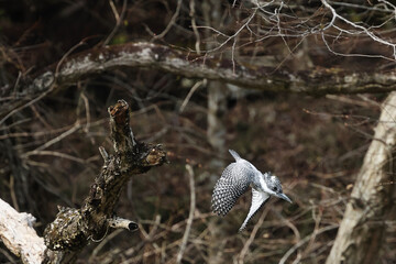 Crested Kingfisher, trying to dive into mountain stream
