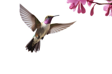 Hummingbird Flying to suck nectar from purple frangipani flowers , Isolated on transparent background. - obrazy, fototapety, plakaty