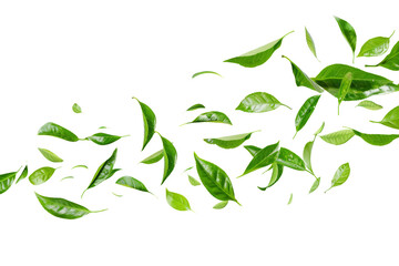 Green tea leaves flying and falling isolated on background, tropical leaf for border element, fresh natural foliage, organic herbal in form of wave and swirl.