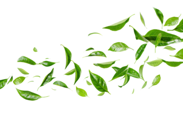 Green tea leaves flying and falling isolated on background, tropical leaf for border element, fresh natural foliage, organic herbal in form of wave and swirl.