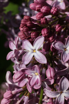 Beautiful lilac flowers in the garden. Close-up.