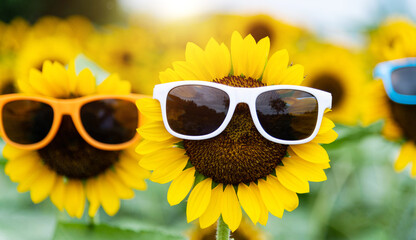 Sunflowers wearing sunglasses under blue sky