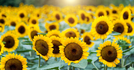 Background of beautiful sunflowers field