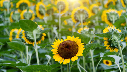 A sunflower stands out from the field