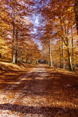 Fototapeta premium mystic view of mountain forest in autumn