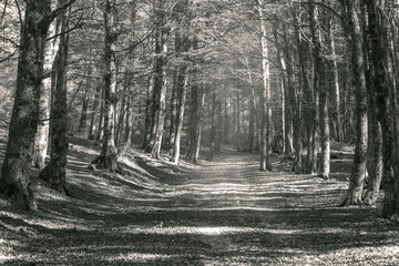 mystic view of mountain forest in black and white