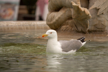 Seagull in the water