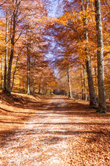 Fototapeta premium mystic view of mountain forest in autumn