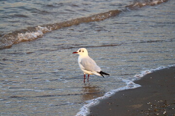 seagull on the beach