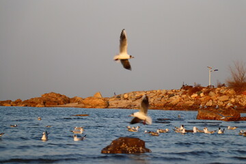 seagulls flying over reef