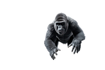 An adult gorilla climbing.Isolated on a transparent background.