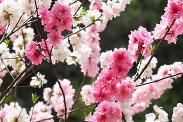 Obraz premium 白とピンクの花びらを咲かす桜