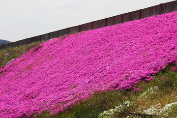 春に咲く鉄道の線路の法面に咲くピンクの芝桜