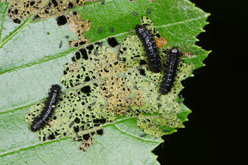 Erlenblattkäfer, Blauer  Agelastica alni