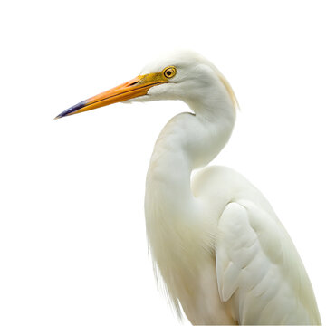 Egret isolated on transparent background