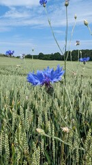 Blue cornflowers on a wheat field in the summer season. - obrazy, fototapety, plakaty