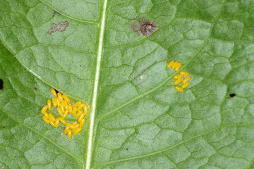 Ampferblattkäfer,  Gastroidea viridula, Eigelege an der Unterseite eines  Ampferblattes