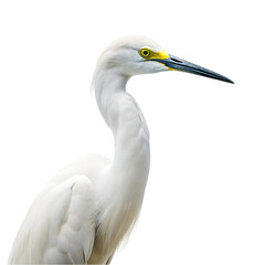 Fototapeta premium Egret isolated on transparent background
