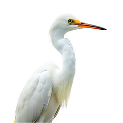 Obraz premium Egret isolated on transparent background