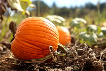 pumpkin on a field