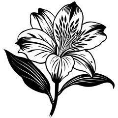 black and white lily