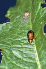 Ampferblattkäfer,  Gastroidea viridula  Käfer,  Weibchen  auf einem  Ampferblatt