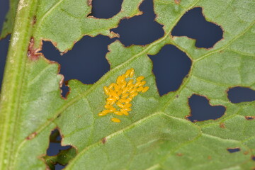 Ampferblattkäfer,  Gastroidea viridula, Eigelege an der Unterseite eines  Ampferblattes