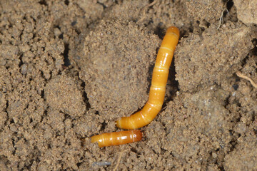 Schnellkäfer, Drahtwurm, Larve,  Agriotes lineatue, Agriotes obscurus
