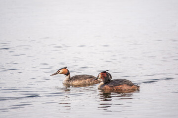Two Great Crested Grebes swim in the lake