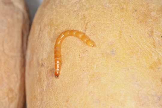 Schnellk&auml;fer, Drahtwurm, Larve,  Agriotes lineatue, Agriotes obscurus