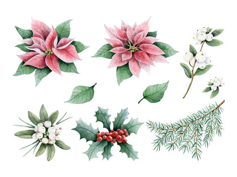 Christmas winter florals, plants, berries and fir branches watercolor illustration set of elements isolated on white. Hand drawn poinsettia, snowberry and holly for holiday season designs