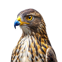 Portrait of Hawk isolated on transparent background